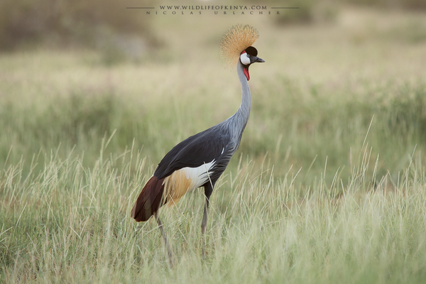 Samburu National Reserve
