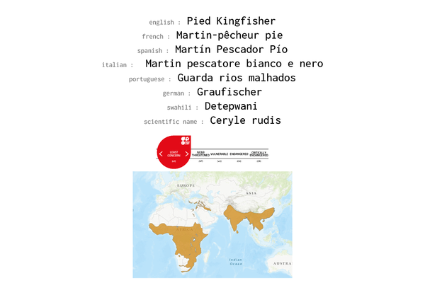 Names, conservation status and distribution of Pied Kingfisher