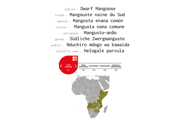 Names, conservation status and distrivution of Dwarf Mongoose