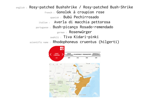 Names, conservation status and distribution of Rosy-patched Bush-shrike