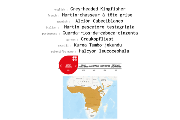 Names, conservation status and distribution of Grey-headed Kingfisher