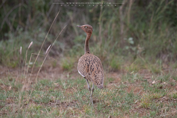 Tsavo West National Park