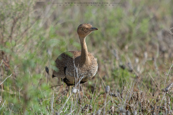 Female / Samburu National Reserve