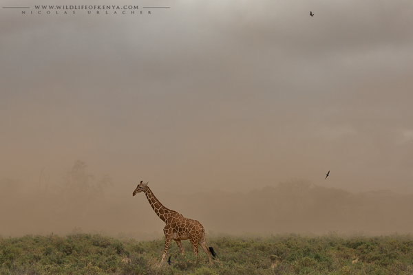 Samburu National Reserve