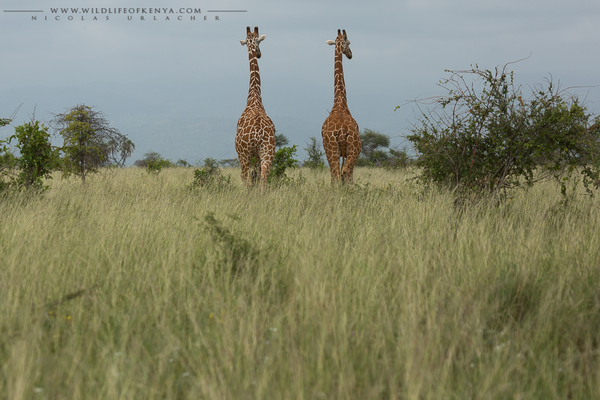 Meru National Park