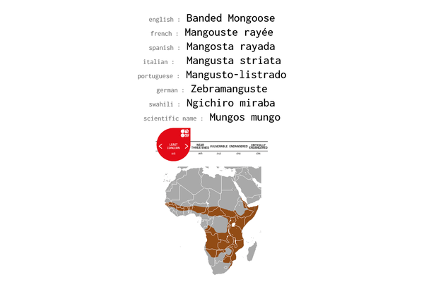 Names, conservation status and distribution of Banded Mongoose