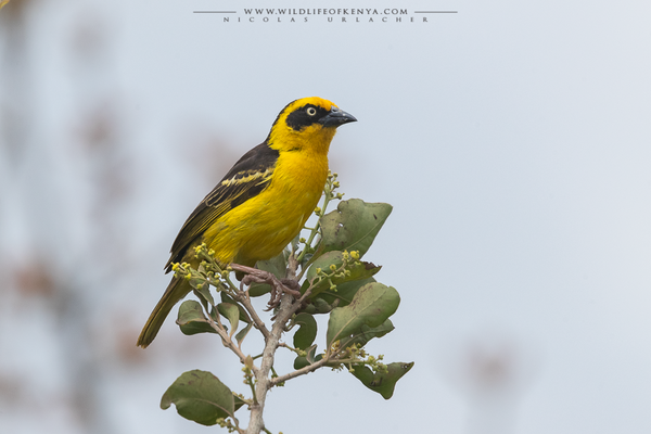 Champagne ridge, Kajiado