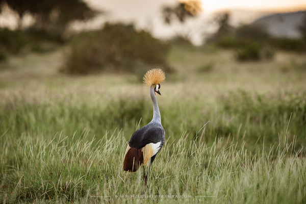 Samburu National Reserve