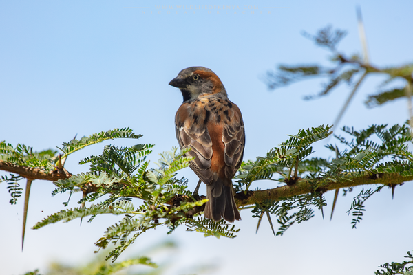 Ol Pejeta Conservancy