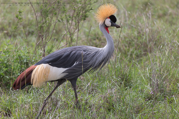 Nairobi National Park