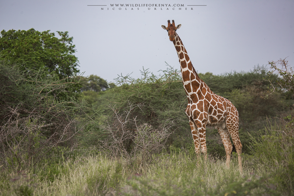 Meru National Park