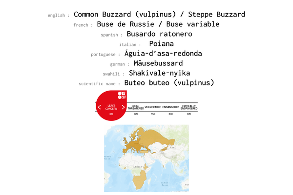 Names, conservation status and distribution of Common Buzzard