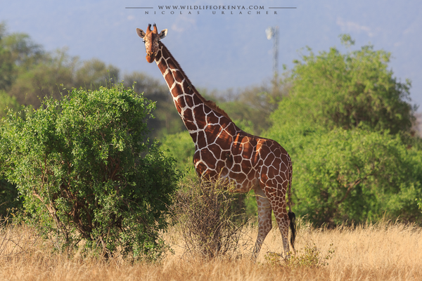 Samburu National reserve