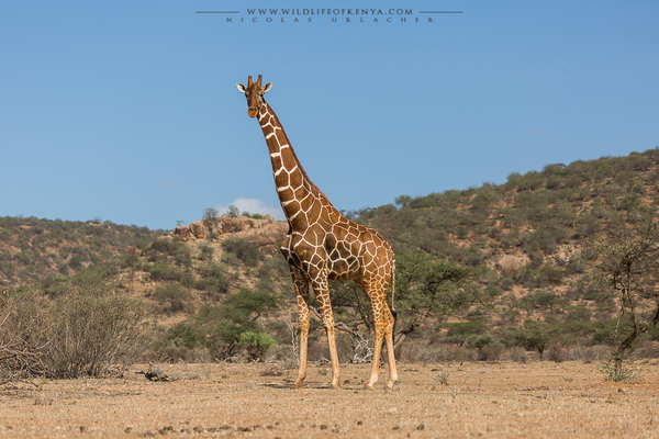 Samburu National reserve