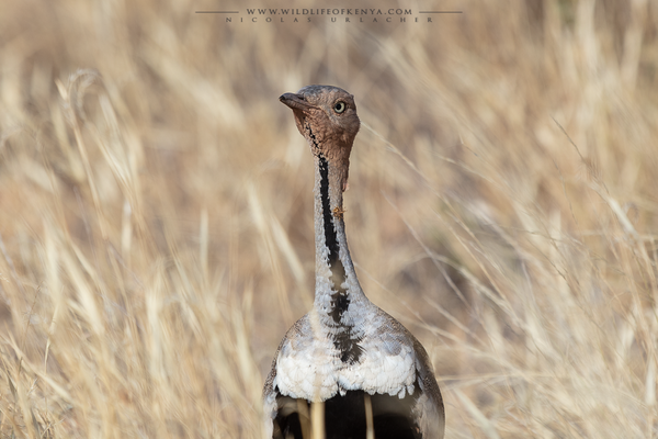 Samburu National Reserve