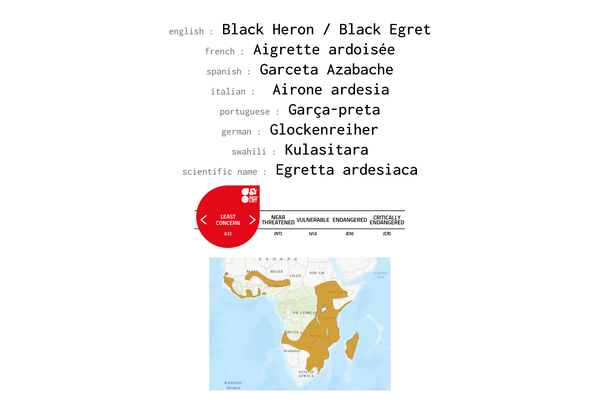Names, conservation status and distribution of Black Heron
