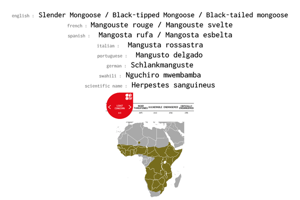 Names, conservation status and distribution of Slender Mongoose