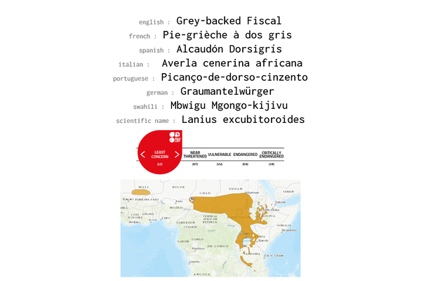 Names, conservation status and distribution of Grey-backed Fiscal
