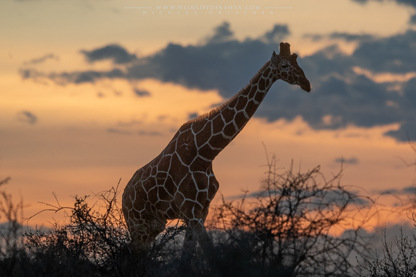 Shaba National Reserve