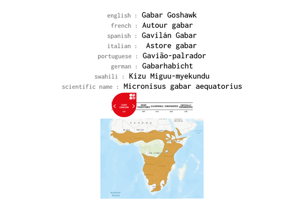 Names, conservation status and distribution of Gabar Goshawk
