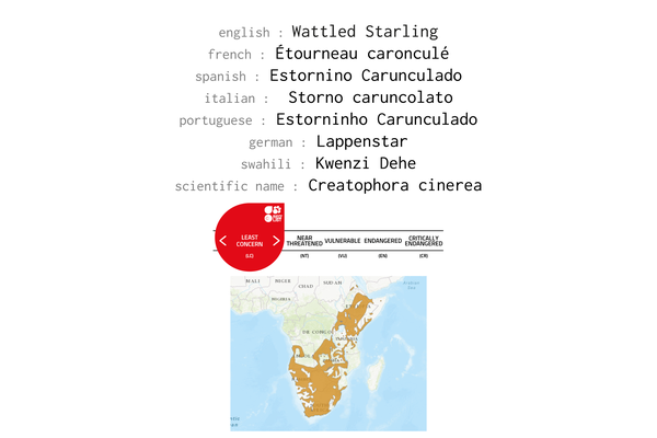 Names, conservation status and distribution of Wattled Starling