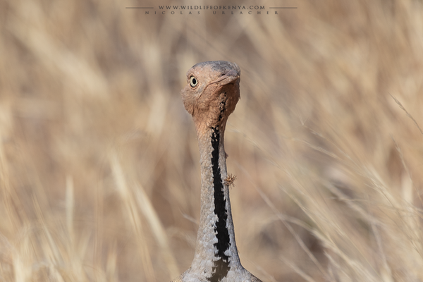 Samburu National Reserve