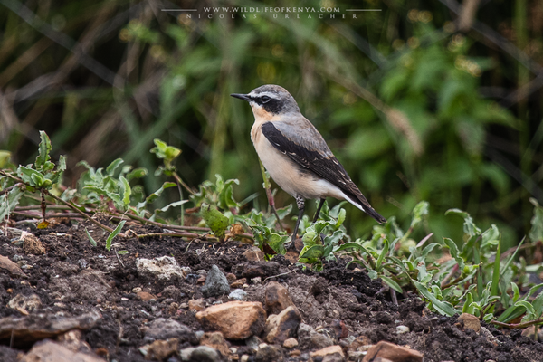 Champagne Ridge, Kajiado