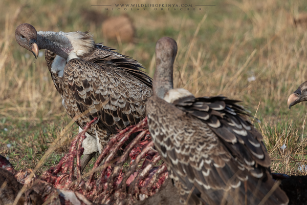 Mara Triangle National Reserve