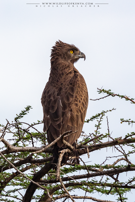 Buffalo Springs National Reserve