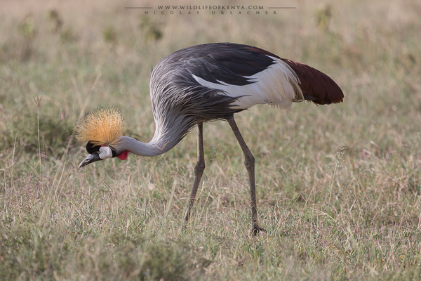 Nakuru National Park