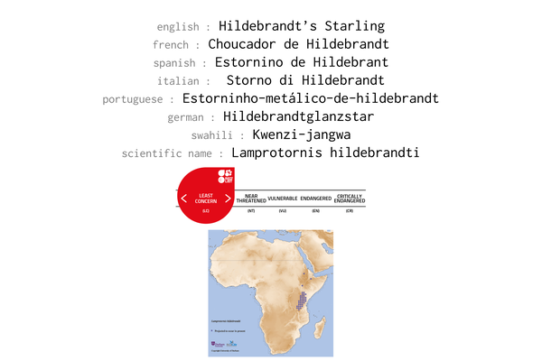 Names, conservation status and distribution of Hildebrandt's Starling