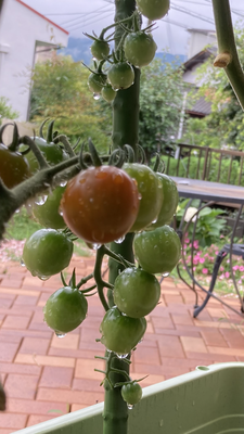 トマト🍅
