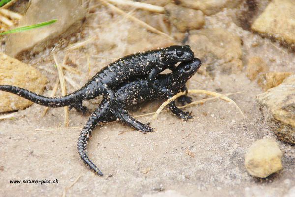 Alpensalamander