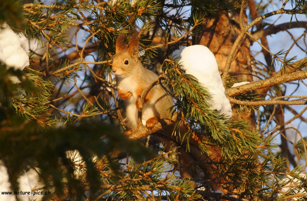 Eichhörnchen