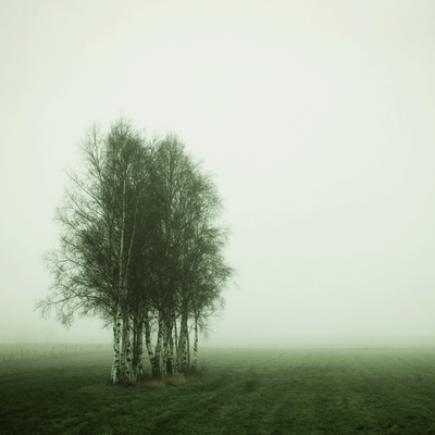 Manuela Deigert Natur Fine Art Birken mit Nebel mit grüner Wiese