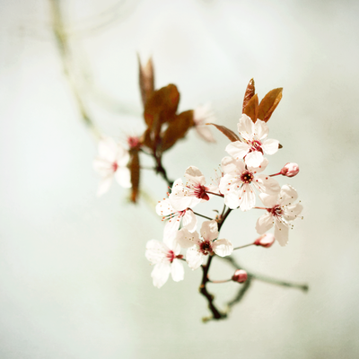 Manuela Deigert Natur Fine Art Japanische Kirschblüte im Detail
