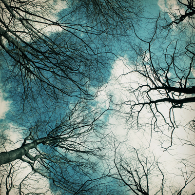 Manuela Deigert Natur Fine Art Baumkronen mit Wolkenhimmel