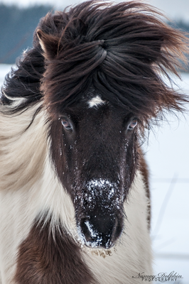 Pferdefotografie: Islandpferdestall Elvenholt im Januar 2015