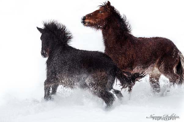 Pferdefotografie: Islandpferdestall Elvenholt im Januar 2015