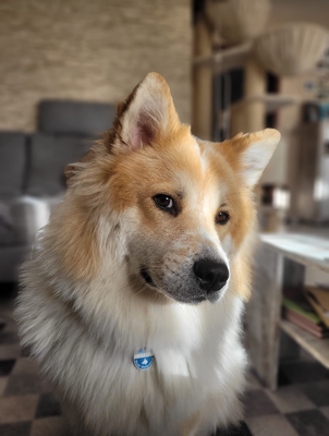 Bailey Anfang April 2022