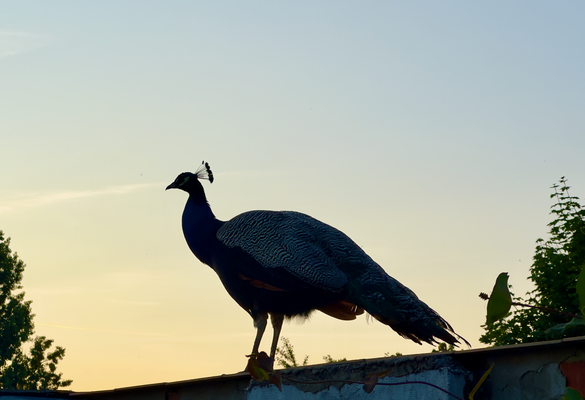 Pfau auf der Mauer in Paretz