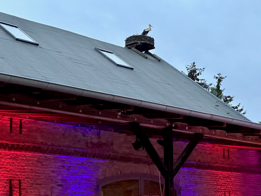 Storch auf dem Scheuendach vom Storchenhof Paretz und Party-Licht