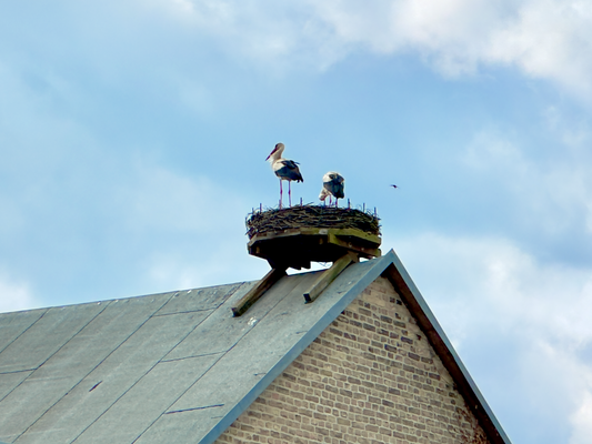 Storchennest auf der Scheune vom Storchenhof Paretz