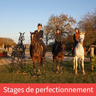 Stages de perfectionnement équitation