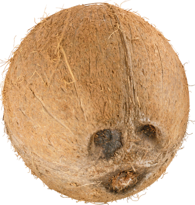 noix de coco - fruit - alimentation - smiley émoticône émoji cartoon clipart illustration - artémotic