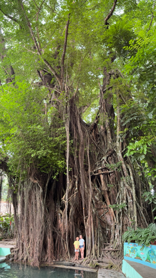 Grosser Baum entlang der Strasse