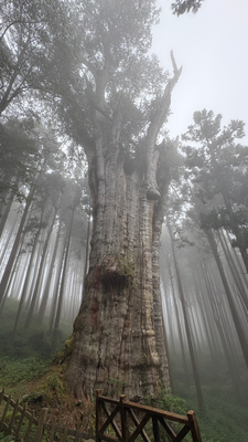Giant Tree im Nebel
