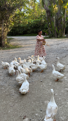 Enten füttern