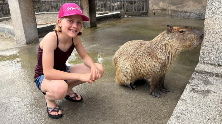 Wasserschwein (Capybara)