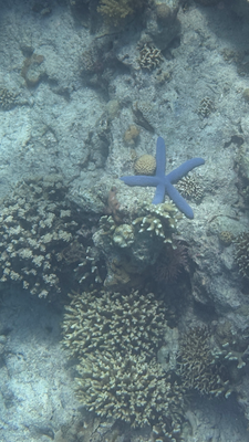 Unterwasserwelt vor Mantigue